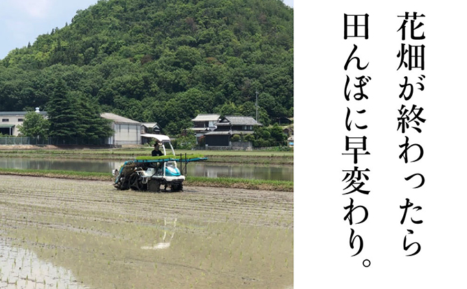 ç¬æžå
åžã®ãããã ãç±³ ãã²ã®ã²ããã 10kgïŒ5kgÃ2è¢ïŒå²¡å±±ç ç¬æžå
åžç£ ç³é»èŸ²å ã飯 éæç±³ çæ°Žåç© çœç±³ ã©ã€ã¹ äž»é£ åé£ ãã«ãã ãåŒåœ ç£å°çŽé