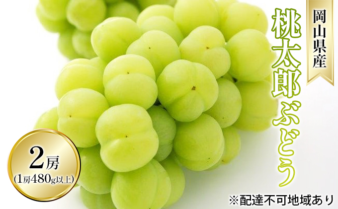 ぶどう 2026年 先行予約 桃太郎 ぶどう 2房（1房 480g以上 露地栽培）贈答用 ブドウ 葡萄  岡山県産 国産 フルーツ 果物 ギフト 岡山の葡萄