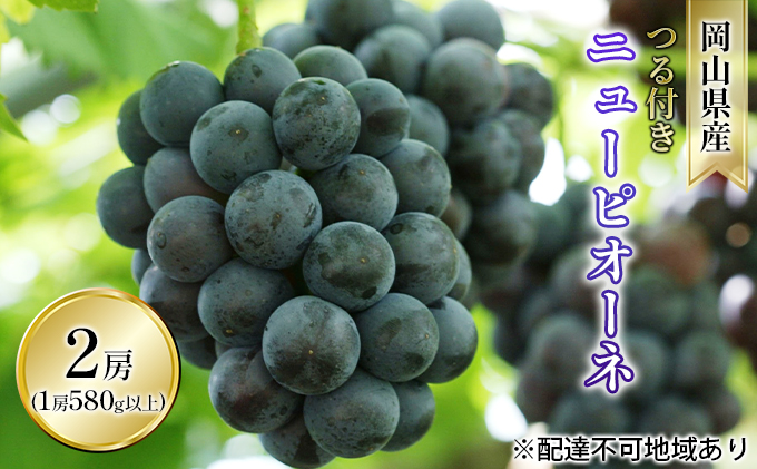 ぶどう 2026年 先行予約 つる付き ニュー ピオーネ 2房入り（1房 580g以上 ハウス栽培） ブドウ 葡萄  岡山県産 国産 フルーツ 果物 ギフト 岡山の葡萄