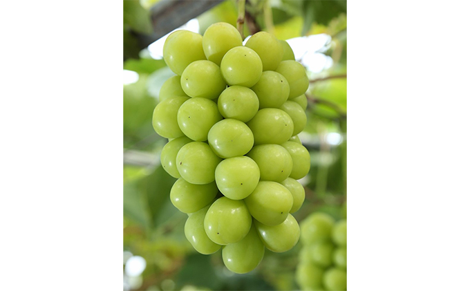 ã¶ã©ã 2026幎 å
è¡äºçŽ é·æå·èµ ã·ã£ã€ã³ ãã¹ã«ãã 2æ¿å
¥ãïŒ1æ¿ 530g以äžïŒ ãã㊠è¡è 岡山çç£ åœç£ ãã«ãŒã æç© ã®ãã 岡山ã®è¡è