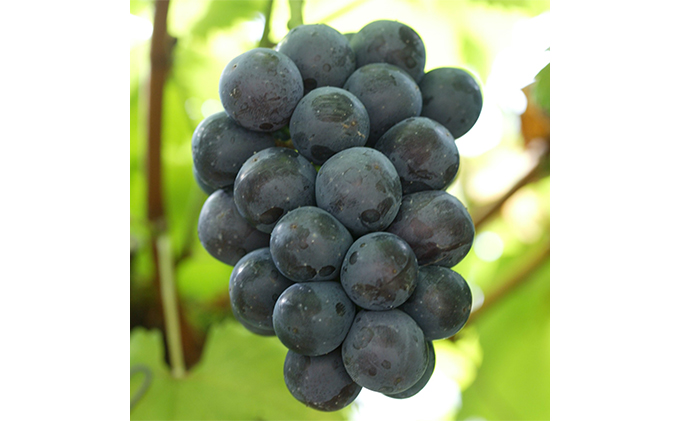 ã¶ã©ã 2026幎 å
è¡äºçŽ ã€ãä»ã ãã¥ãŒ ããªãŒã 2æ¿å
¥ãïŒ1æ¿ 580gä»¥äž ããŠã¹æ œå¹ïŒ ãã㊠è¡è 岡山çç£ åœç£ ãã«ãŒã æç© ã®ãã 岡山ã®è¡è