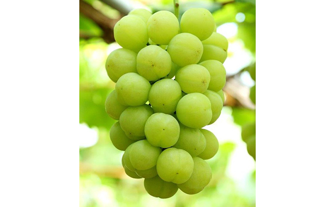 ã¶ã©ã 2026幎 å
è¡äºçŽ æ¡å€ªé ã¶ã©ã 2æ¿ïŒ1æ¿ 480gä»¥äž ããŠã¹æ œå¹ïŒèŽççš ãã㊠è¡è 岡山çç£ åœç£ ãã«ãŒã æç© ã®ãã 岡山ã®è¡è