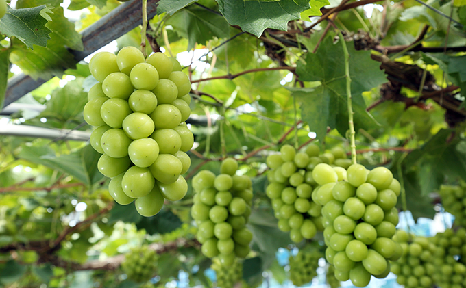 ぶどう 2026年 先行予約 シャイン マスカット 晴王 2房入り（1房 480g以上 ハウス栽培） ブドウ 葡萄  岡山県産 国産 フルーツ 果物 ギフト 岡山の葡萄 