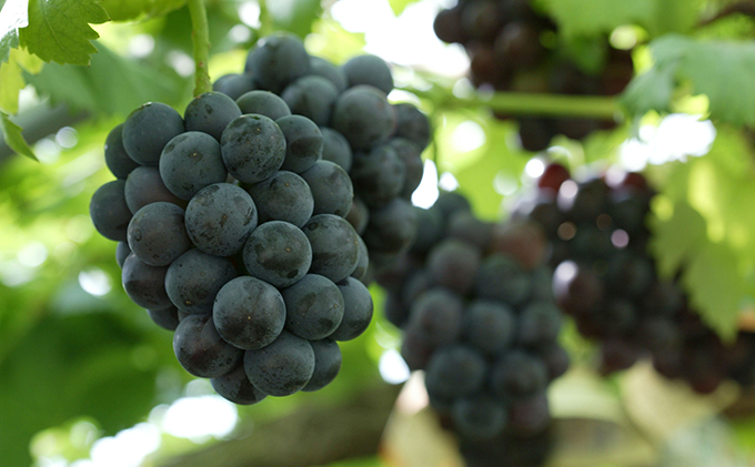 ぶどう 2026年 先行予約 葡萄 味比べ三昧 シャイン マスカット 晴王 1房 580g以上 ニュー ピオーネ 1房 580g以上（ハウス栽培）詰合せ ブドウ 葡萄  岡山県産 国産 フルーツ 果物 ギフト 岡山の葡萄 食べ比べ 