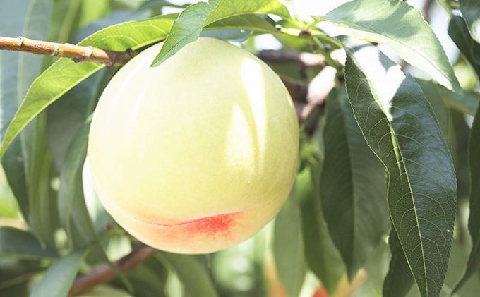 桃 ぶどう 2026年 先行予約 果物 味比べ三昧  岡山 白桃 2玉 等級：ロイヤル（1玉260g以上）ニュー ピオーネ 1房 580g以上 詰合せ もも 葡萄 岡山県産 国産 フルーツ 果物 ギフト 食べ比べ 