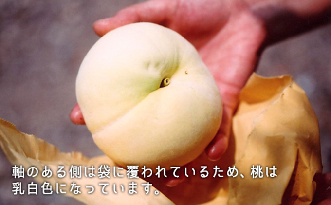 æ¡ 2026幎 å
è¡äºçŽ æž
æ°Žçœæ¡ çŽ1.3kg 5ïœ6ç ãã ã¢ã¢ 岡山çç£ åœç£ ãã«ãŒã æç© ã®ãã