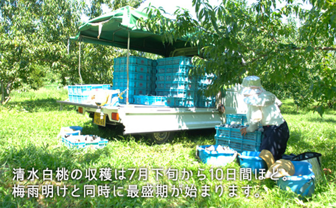 æ¡ 2026幎 å
è¡äºçŽ æž
æ°Žçœæ¡ çŽ1.3kg 5ïœ6ç ãã ã¢ã¢ 岡山çç£ åœç£ ãã«ãŒã æç© ã®ãã