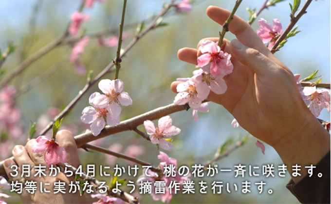 æ¡ 2026幎 å
è¡äºçŽ çœæ¡ æ©ççš® çŽ1.3kg 5ïœ6ç ãã ã¢ã¢ 岡山çç£ åœç£ ãã«ãŒã æç© ã®ãã