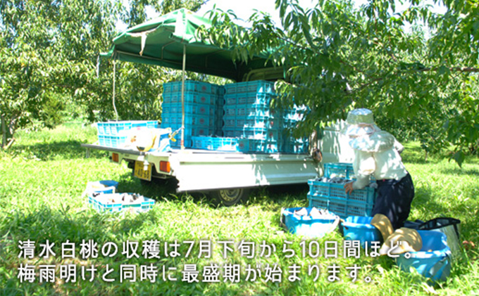 æ¡ 2026幎 å
è¡äºçŽ æž
æ°Žçœæ¡ çŽ2.2kg 倧ç 6ïœ7ç ãã ã¢ã¢ 岡山çç£ åœç£ ãã«ãŒã æç© ã®ãã