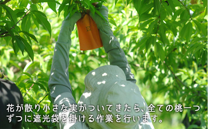 桃 2026年 先行予約 白桃 晩生種 大玉 約2.2kg 6〜7玉 もも モモ 岡山県産 国産 フルーツ 果物 ギフト 