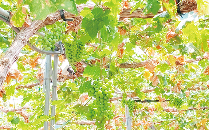 ぶどう 2026年 先行予約 【2回定期便】 シャイン マスカット 晴王 1房 約600g ブドウ 葡萄  岡山県産 国産 フルーツ 果物 ギフト デザート 食後 酸味が少ない 9月・10月にお届け ハレノフルーツ