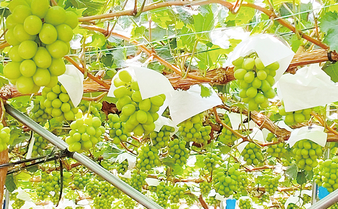 ã¶ã©ã 2026幎 å
è¡äºçŽ ã2åå®æäŸ¿ã ã·ã£ã€ã³ ãã¹ã«ãã æŽç 2æ¿ïŒåèšçŽ1kgïŒ ãã㊠è¡è 岡山çç£ åœç£ ãã«ãŒã æç© ã®ãã ãã¶ãŒã é£åŸ é
žå³ãå°ãªã 9æã»10æã«ãå±ã ãã¬ããã«ãŒã