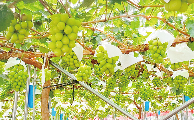 ぶどう 2026年 先行予約 シャイン マスカット 晴王 1房 約700g ブドウ 葡萄  岡山県産 国産 フルーツ 果物 ギフト デザート 食後 酸味が少ない 産地直送 