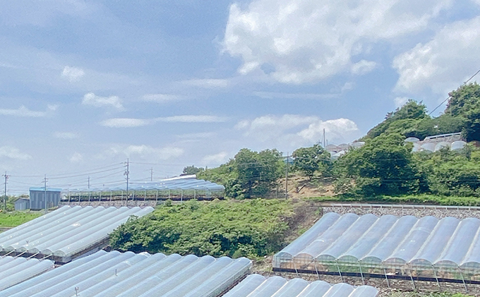 ぶどう 2026年 先行予約 シャイン マスカット 晴王 2房（合計約1.2kg） ブドウ 葡萄  岡山県産 国産 フルーツ 果物 ギフト デザート 食後 酸味が少ない 産地直送 