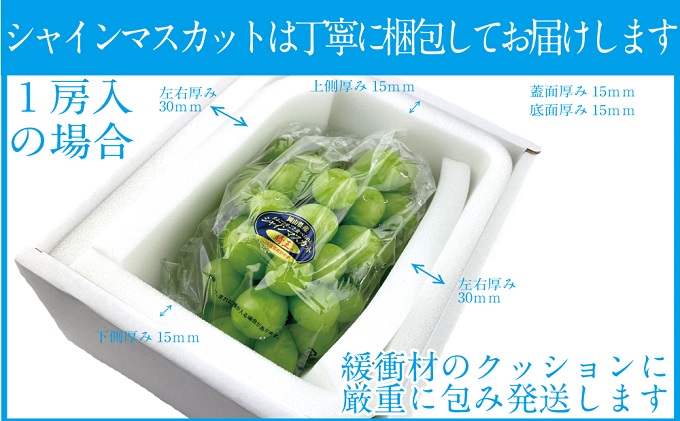 ぶどう 2026年 先行予約 シャイン マスカット 晴王 1房 約600g ブドウ 葡萄  岡山県産 国産 フルーツ 果物 ギフト デザート 食後 酸味が少ない 産地直送 