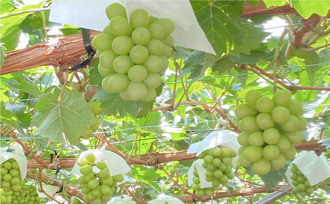 ぶどう 2026年 先行予約 9月・10月発送 シャイン マスカット 晴王 2房（合計約1.1kg） ブドウ 葡萄  岡山県産 国産 フルーツ 果物 ギフト デザート 食後 酸味が少ない 産地直送 