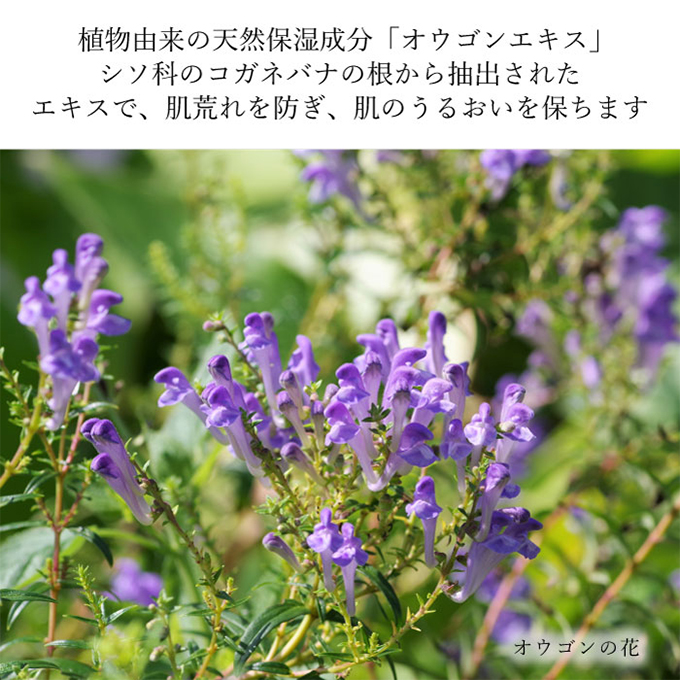 弱酸性 ソープ 繊細肌を穏やかに洗う アンチトピー 全身用 ソープ泡 本体＆詰替 セット バスアイテム バスグッズ 泡ソープ 全身用洗浄料 ボディソープ 全身ソープ こども 大人 ボディケア 