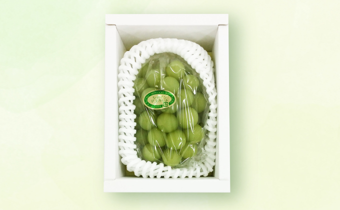 ã¶ã©ã 2026幎 å
è¡äºçŽ ã·ã£ã€ã³ ãã¹ã«ãã 1æ¿ çŽ500g ãã㊠è¡è 岡山çç£ åœç£ ãã«ãŒã æç© ã®ãã