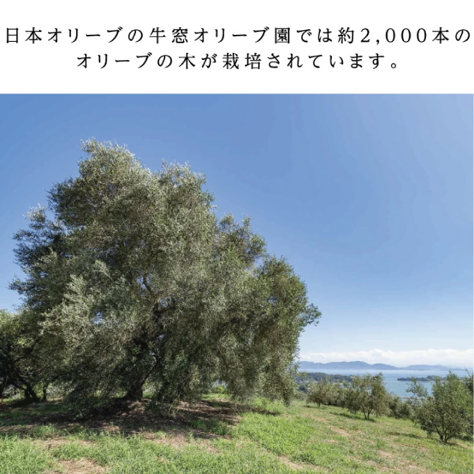 【7月上旬発送！】御中元 有機栽培 エキストラバージン オリーブオイル 180g 3本セット 調味料 オリーブ油 植物オイル シングル ブレンド ギフト