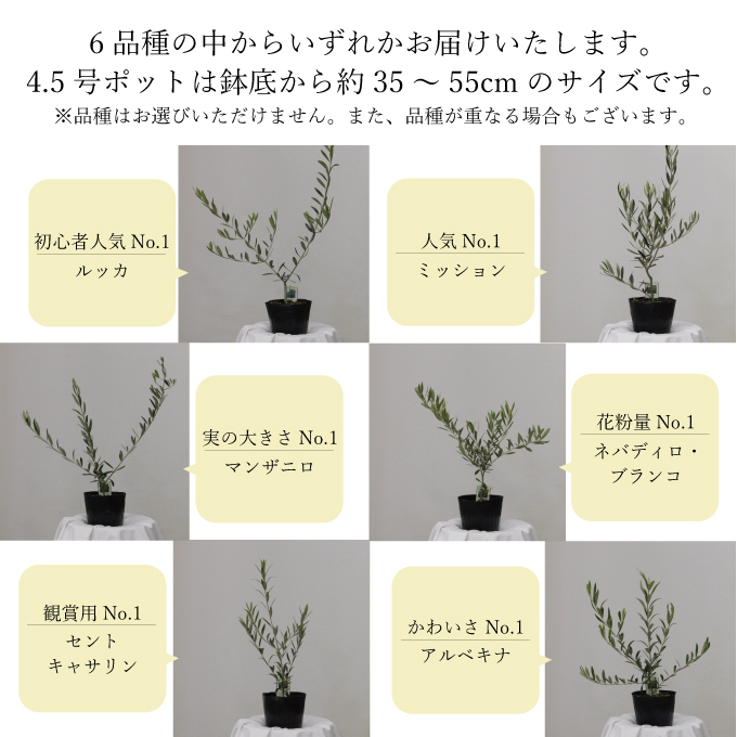 繧ェ繝ェ繝シ繝悶ョ闍玲惠4譛ャ繧サ繝繝 讀咲黄