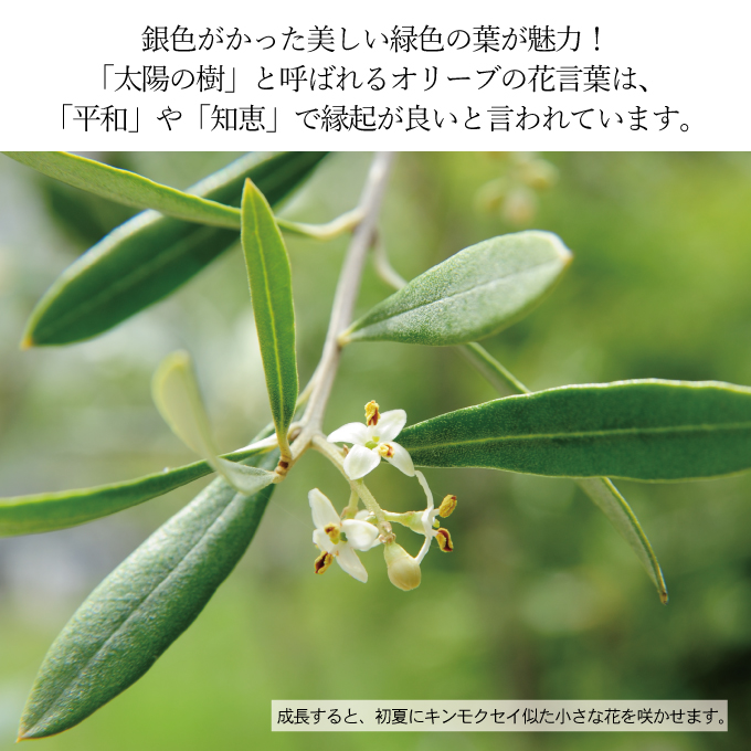 繧ェ繝ェ繝シ繝悶ョ闍玲惠4譛ャ繧サ繝繝 讀咲黄