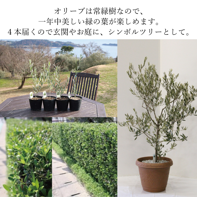 繧ェ繝ェ繝シ繝悶ョ闍玲惠4譛ャ繧サ繝繝 讀咲黄