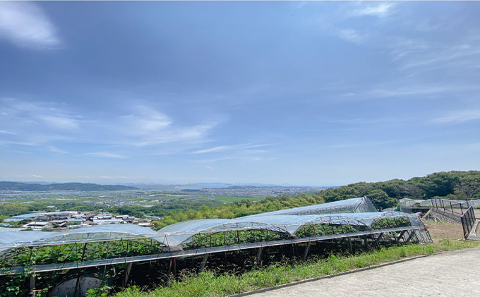 ぶどう 2026年 先行予約 9月・10月発送 シャイン マスカット 晴王 2房（合計約1.1kg） ブドウ 葡萄  岡山県産 国産 フルーツ 果物 ギフト デザート 食後 酸味が少ない 産地直送 