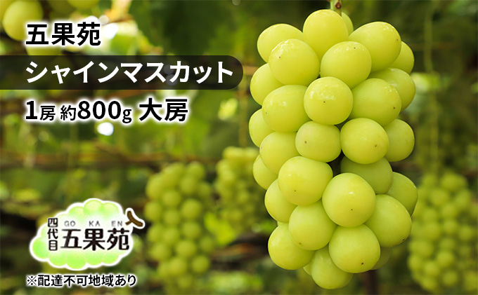 ぶどう 2026年 先行予約 シャインマスカット 1房 約800g 大房 ぶどう フルーツ 果物 贈り物 ギフト 岡山 五果苑 岡山のぶどう 岡山の果物 岡山のフルーツ 産地直送 種なし 皮ごと