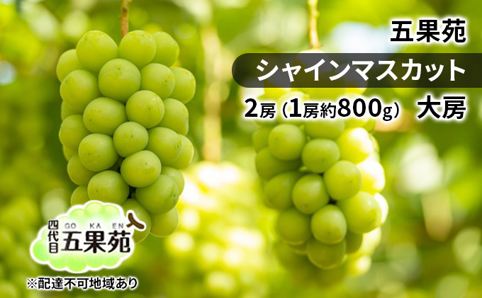 ぶどう 2026年 先行予約 シャインマスカット 2房（1房約800g） 大房 ぶどう フルーツ 果物 贈り物 ギフト 岡山 五果苑 岡山のぶどう 岡山の果物 岡山のフルーツ 産地直送 種なし 皮ごと