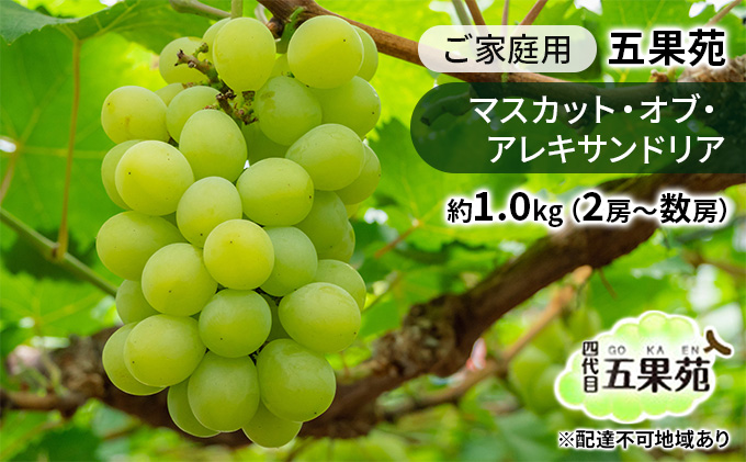 ぶどう 2026年 先行予約 ご家庭用 マスカット・オブ・アレキサンドリア 約1.0kg（2房～数房） ぶどう フルーツ 果物 岡山 五果苑