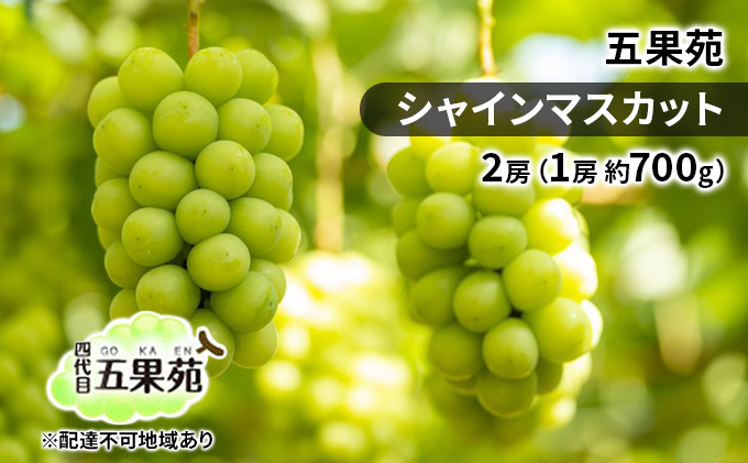 ぶどう 2026年 先行予約 シャイン マスカット 2房（1房 約700g）  ぶどう フルーツ 果物 贈り物 ギフト 岡山 五果苑 岡山のぶどう 岡山の果物 岡山のフルーツ 産地直送 種なし 皮ごと