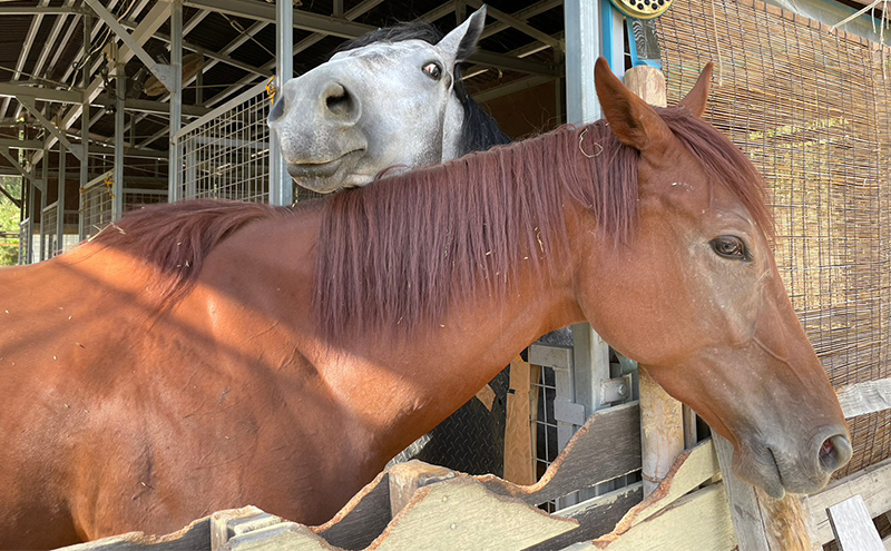 銬 ã® ãµãããäœéš ãã±ãã 1æ(1åæ§å) äœéš ã㟠ã±ã€ã¡ã€ç§å Ž