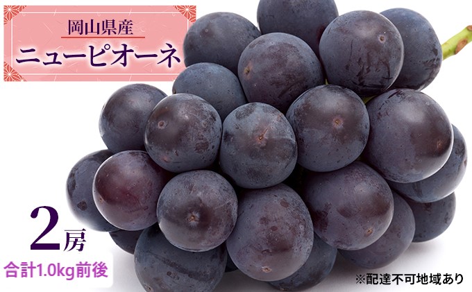 ぶどう 2026年 先行予約 ニュー ピオーネ 2房 合計1.0kg前後 ブドウ 葡萄  岡山県産 国産 フルーツ 果物 ギフト 果物類 巨峰