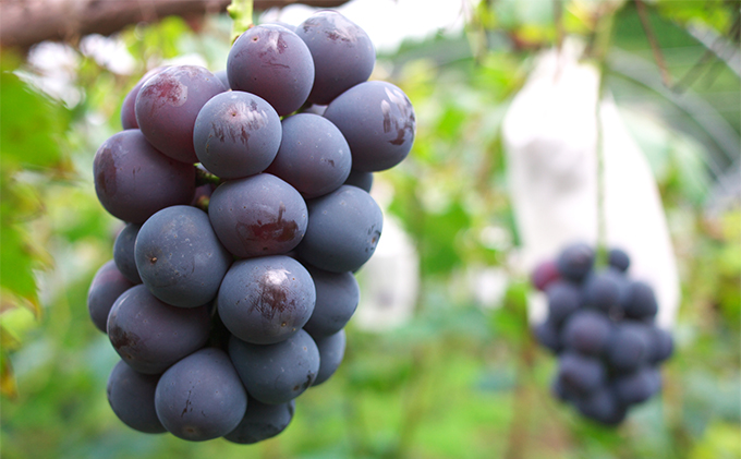 ã¶ã©ã 2026幎 å
è¡äºçŽ ãã¥ãŒ ããªãŒã çŽ2kg 3ïœ6æ¿ çš®ç¡ã ãã㊠è¡è 岡山çç£ åœç£ ãã«ãŒã æç© ã®ãã ãã¶ãŒã æå® çŸãã å€§ç² é«ç³åºŠ ç®ããš é£ã¹å¿ã è³é çã ææ± é£ã¹ããã 倧人æ°