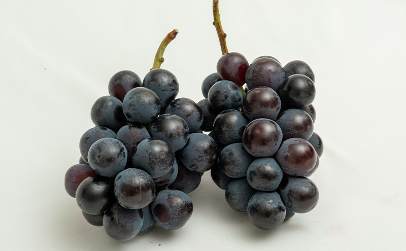 縺カ縺ゥ縺 譴ィ 螳壽悄萓ソ 2026蟷エ 蜈郁。御コ育エ 繝輔Ν繝シ繝邇句嵜 蟯。螻ア繧貞ェ閭ス 螳壽悄萓ソ 3蝗槭さ繝シ繧ケ 闡。關 縺カ縺ゥ縺 譴ィ 縺ェ縺 蟯。螻ア逵檎肇 蝗ス逕」 譫懃黄 繧サ繝繝 繧ョ繝輔ヨ