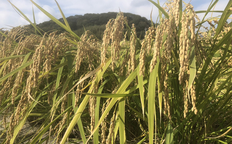 自然栽培 朝日米 2キロ＋ 旬 の 野菜 6〜8品 (栽培期間中農薬不使用) 詰め合わせ 田畑のごちそう便 
