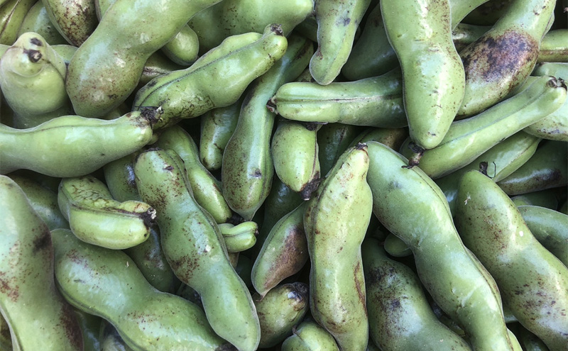自然栽培 朝日米 2キロ＋ 旬 の 野菜 6〜8品 (栽培期間中農薬不使用) 詰め合わせ 田畑のごちそう便 
