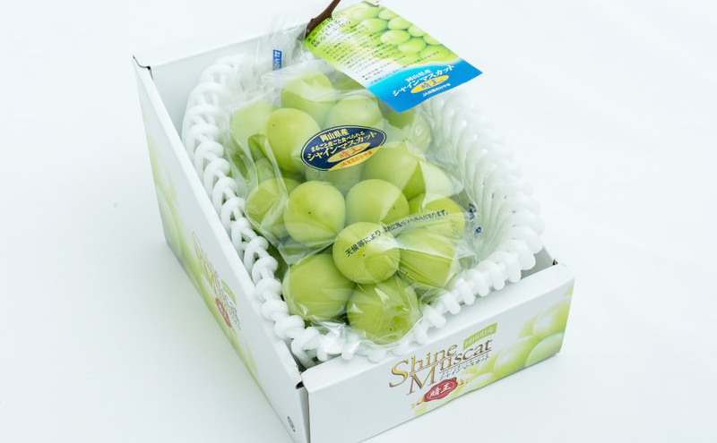 ぶどう 2026年 先行予約 シャイン マスカット 晴王 2房 (1房480g以上) 化粧箱入り ブドウ 葡萄 岡山県産 国産 フルーツ 果物 ギフト 