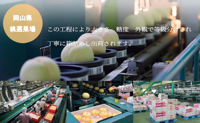 æ¡ 2026幎 å
è¡äºçŽ å²¡å±± çœæ¡ ãã€ã€ã« 8ïœ16ç 4.0kg 岡山çç£ JAããããŸã®ãã ã¢ã¢ 岡山çç£ åœç£ ãã«ãŒã æç© ã®ãã