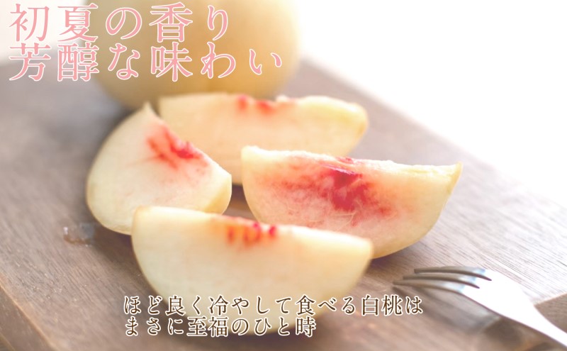 ãã 2026幎 å
è¡äºçŽ å²¡å±±å ã®çœæ¡ çŽ2.4kg 7ïœ9ç ç¬å¡èŸ²å 岡山çç£ æ¡ ã¢ã¢ ã®ãã åå€ ã¿ãã¿ããã