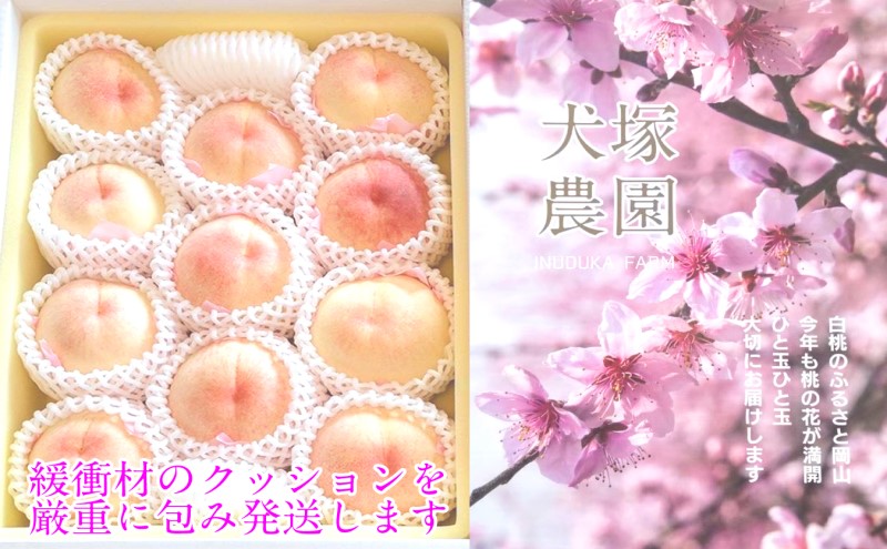 ãã 2026幎 å
è¡äºçŽ å²¡å±±å ã®çœæ¡ çŽ3.4kg 11ïœ12ç ç¬å¡èŸ²å 岡山çç£ æ¡ ã¢ã¢ ã®ãã åå€ ã¿ãã¿ããã