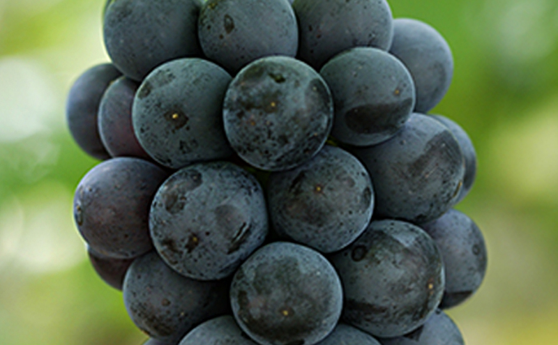 ã¶ã©ã 2026幎 å
è¡äºçŽ ãã¥ãŒããªãŒã4æ¿(1æ¿480g以äž) ãã㊠è¡è 岡山çç£ åœç£ ãã«ãŒã æç© ã®ãã