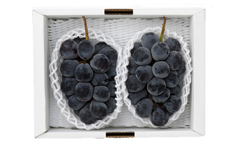 ぶどう 2026年 先行予約 ニューピオーネ2房(1房480g以上) 化粧箱入り ブドウ 葡萄 岡山県産 国産 フルーツ 果物 ギフト 