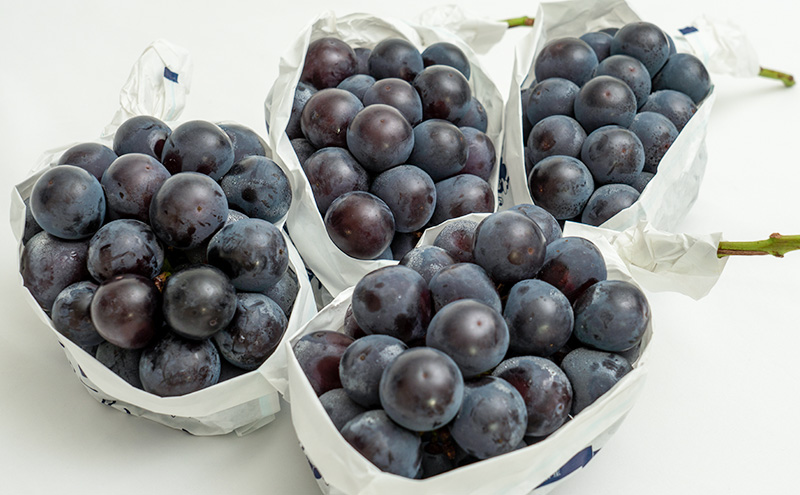 ぶどう 2026年 先行予約 ニュー ピオーネ 4房（1房480g以上）約2kg ブドウ 葡萄  岡山県産 国産 フルーツ 果物 ギフト 甘みが強い 酸味 皮離れがいい 大粒 食べ応え 