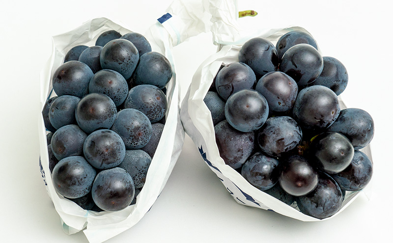 ぶどう 2026年 先行予約 ニュー ピオーネ 2房（1房600g以上）化粧箱入り ブドウ 葡萄  岡山県産 国産 フルーツ 果物 ギフト 甘みが強い 酸味 皮離れがいい 大粒 食べ応え 