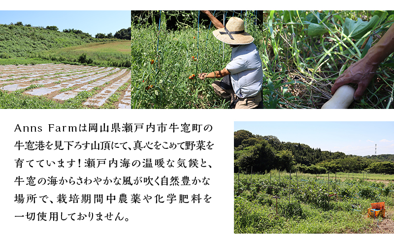季節の野菜 8～10品目 セット 栽培期間中 無農薬 化学肥料不使用 旬 野菜 岡山
