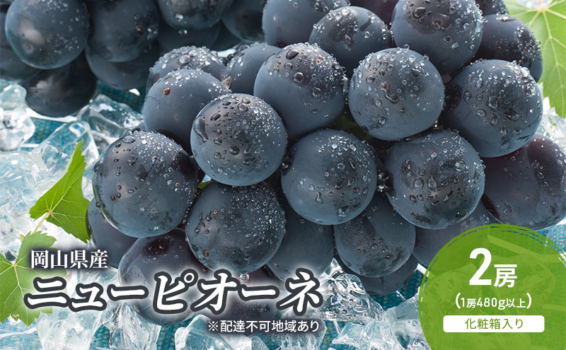ぶどう 2026年 先行予約 ニューピオーネ 2房(1房480g以上) 化粧箱入り ブドウ 葡萄 岡山県産 国産 フルーツ 果物 ギフト