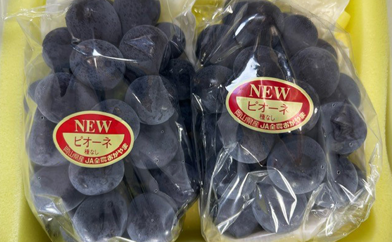 ぶどう 2026年 先行予約 ニューピオーネ 2房(1房480g以上) 化粧箱入り ブドウ 葡萄 岡山県産 国産 フルーツ 果物 ギフト