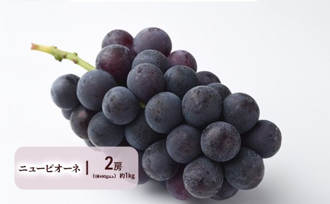 ぶどう 梨 定期便 2026年 先行予約 晴れの国 岡山 の フルーツ 定期便 4回コース 葡萄 なし 岡山県産 国産 セット ギフト