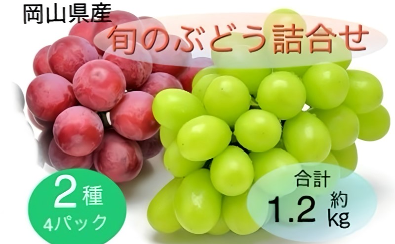 ぶどう 2025年 先行予約 旬のぶどう詰合せ 2種4パックセット(シャインマスカット晴王 約300g×2P、旬のぶどうお任せ 約300g×2P)